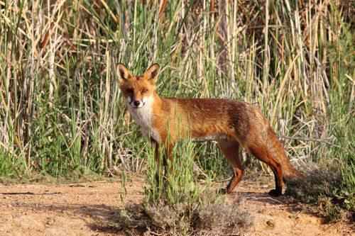обыкновенная-лицица