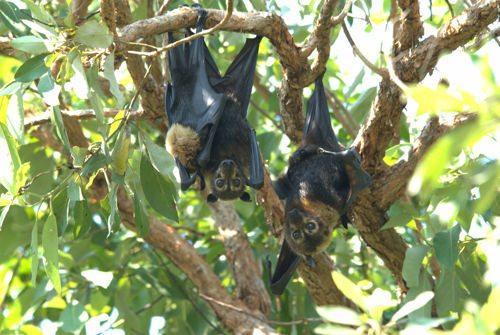 очковая-летучая-лицица