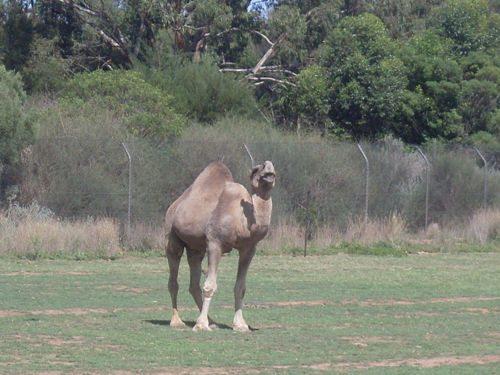 одногорбый-верблюд-в-зоопарке-в-австралии