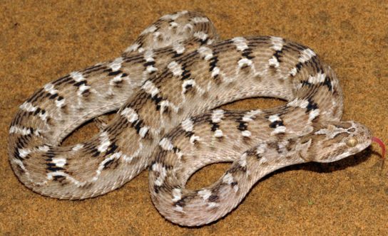 песчаная-эфа