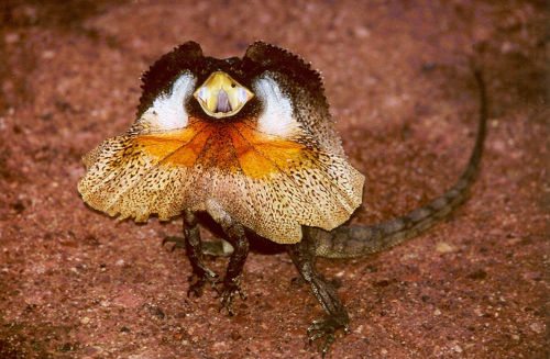 плашеносная ящерица