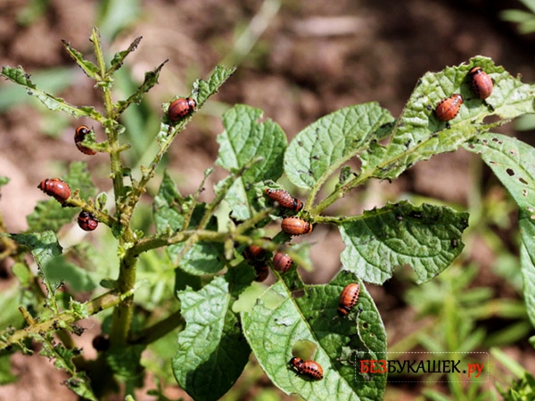 Вред от колорадского жука