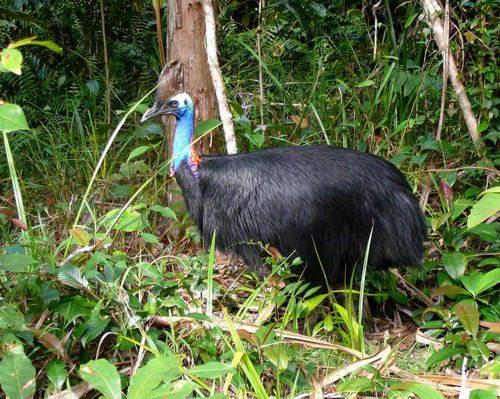 шлемоносный казуар