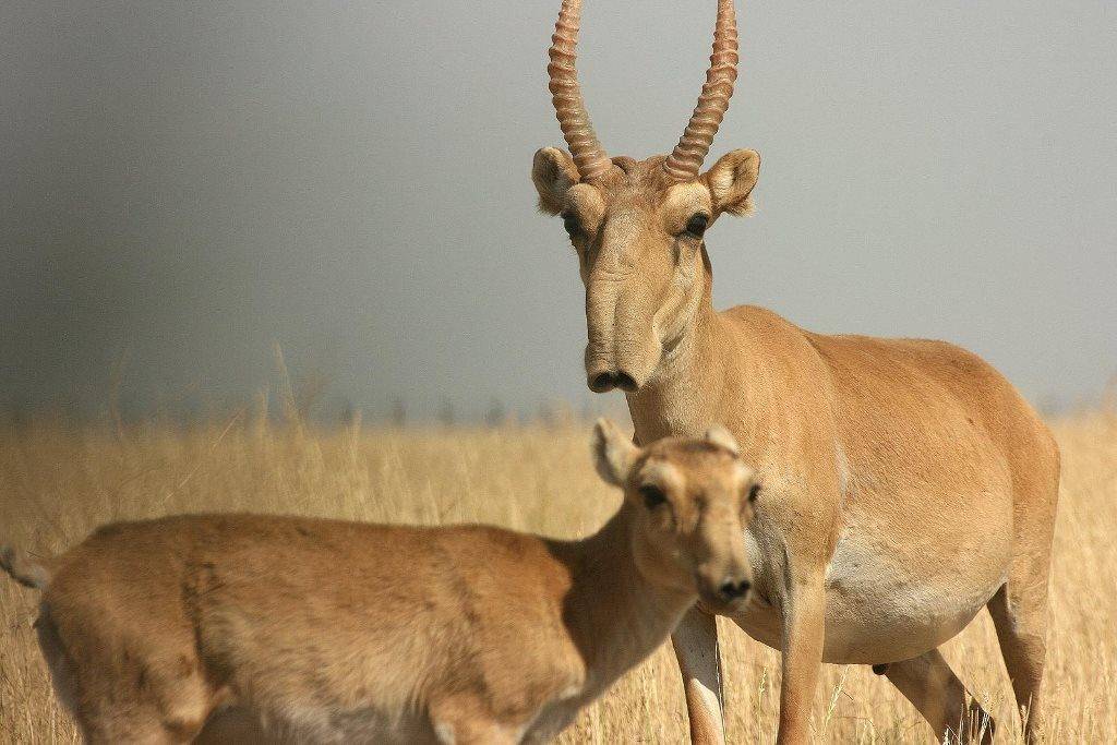 Сайгак (сайгак) (лат. Saiga tatarica) Сайгак (сайгак) фото (лат. Saiga tatarica)