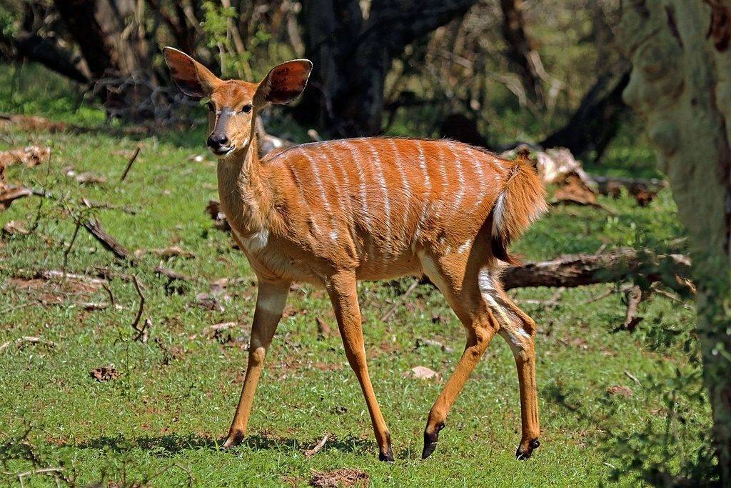 Самка антилопы маркхорна ньяла Самка антилопы маркхорна ньяла