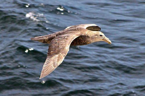 Морские птицы: характеристика, отряды, виды