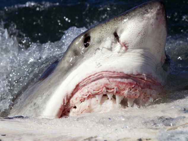 Есть акулы в Черном море