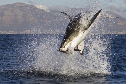 Есть акулы в Черном море