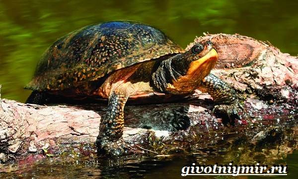 Болотная-черепаха-болотная-черепаха-образ жизни и среда обитания-4