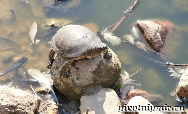 Болотная-черепаха-болотная-черепаха-образ жизни и среда обитания-5