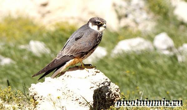 Чеглок-птица-Образ-жизни-и-среда-обитания-птицы-чеглок-6