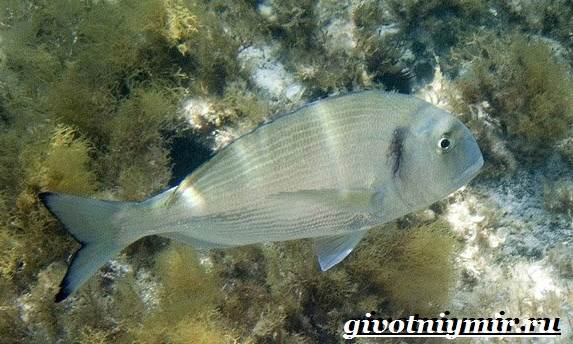 Дорадо-рыба-образ жизни и среда обитания-дорадо-рыба-6