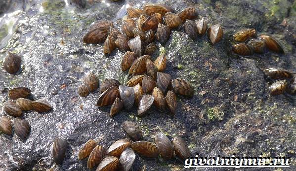 Дрейссена-улитка-Образ-жизни-и-среда-обитания-улитки-дрейссены-6