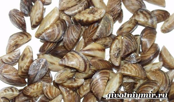 Дрейссена-улитка-Образ-жизни-и-среда-обитания-улитки-дрейссены-7