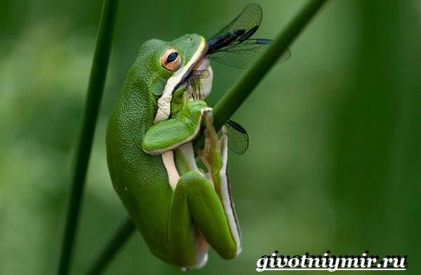 Древесная лягушка-древесная лягушка-образ жизни и среда обитания-4