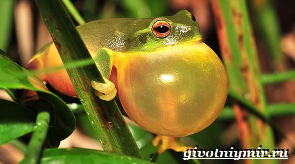 Древесная лягушка-древесная лягушка-образ жизни и среда обитания-5