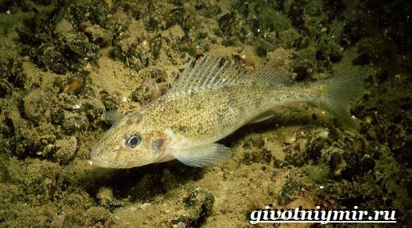 Ерш-рыба-образ жизни и среда обитания-рыба-ерш-5