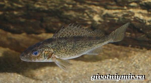 Ерш-рыба-образ жизни-и-среда обитания-рыба-ерш-6
