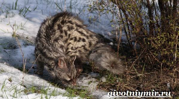 Genet-животный-образ жизни-и-среда обитания-genet-11