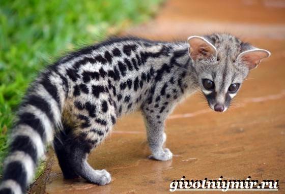 genetta-животное-образ-жизни-и-среда-обитания-genetty-6.jpg