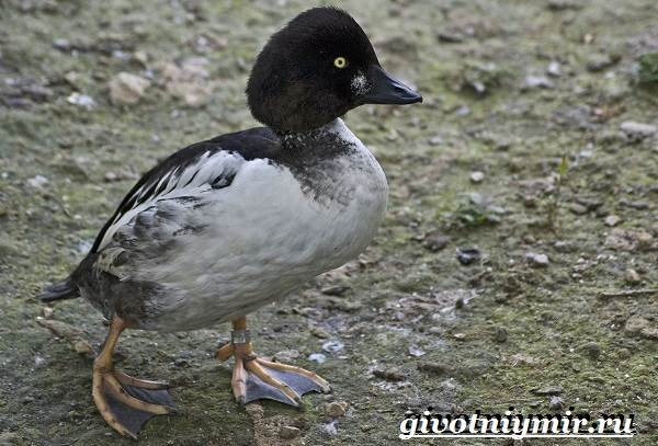 Goldeneye-птица-образ жизни-и-среда обитания-птицы-глаз-4