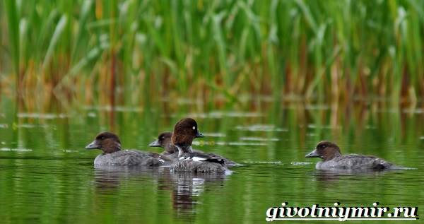 Goldeneye-птица-Образ жизни-и-среда обитания-птицы-глаз-6