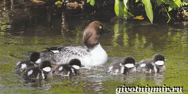 Goldeneye-птица-образ жизни-и-среда обитания-птичий глаз-7