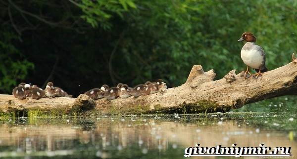 Goldeneye-птица-образ жизни-и-среда обитания-птичий глаз-8