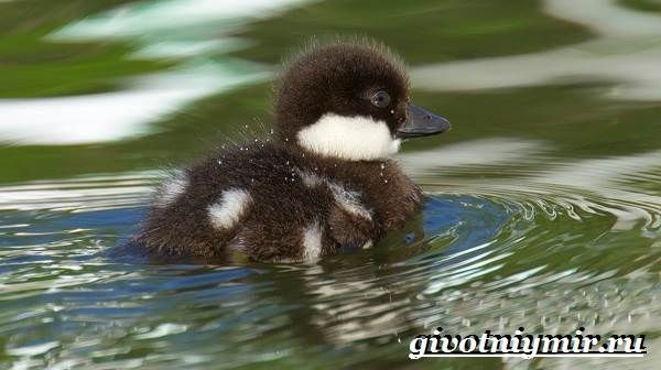 Goldeneye-bird-Lifestyle-and-abitat-birds-eye-9