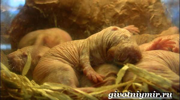 Нудистские землекопы-Образ жизни и среда обитания-нудистские землекопы-8