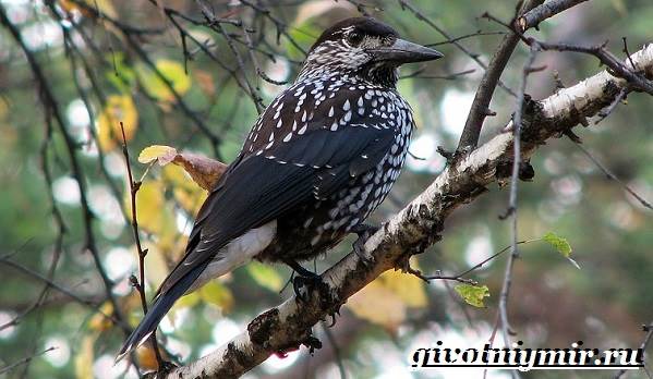 kedrovka-ptica-obraz-zhizni-i-sreda-obitaniya-pticy-kedrovki-5