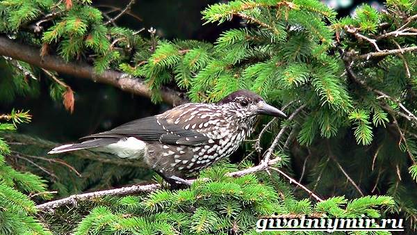 kedrovka-ptica-obraz-zhizni-i-sreda-obitaniya-pticy-kedrovki-8