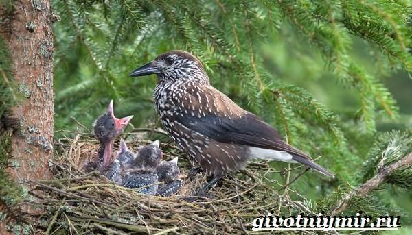 kedrovka-ptica-obraz-zhizni-i-sreda-obitaniya-pticy-kedrovki-9