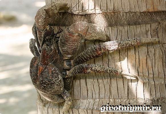 Кокосовый-краб-Образ-жизни-и-среда-обитания-кокосового-краба-4