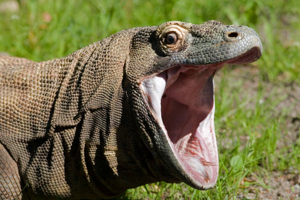 Дракон Комодо Дракон Комодо