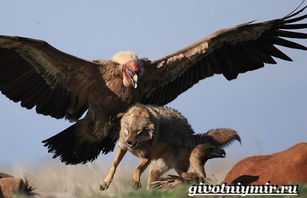 Кондор-птица-Образ-жизни-и-среда-обитания-птицы-кондор-6