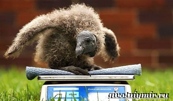 Кондор-птица-Образ-жизни-и-среда-обитания-птицы-кондор-8