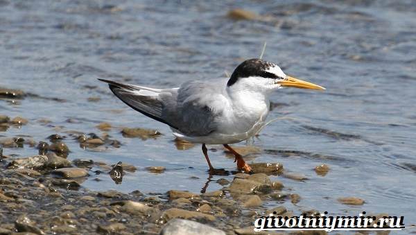 Крачка-птица-образ жизни-и-среда обитания-птицы-крачка-6