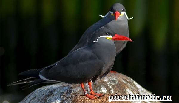 Крачка-птица-образ жизни-и-среда обитания-птицы-крачка-7