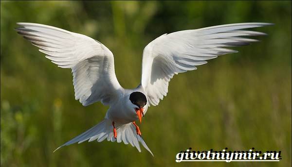 Терн-птица-образ жизни-и-среда обитания-птицы-крачка-8