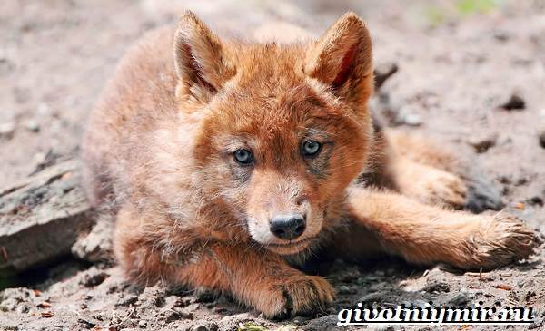 Red-wolf-Red-wolf-образ жизни и среда обитания-8