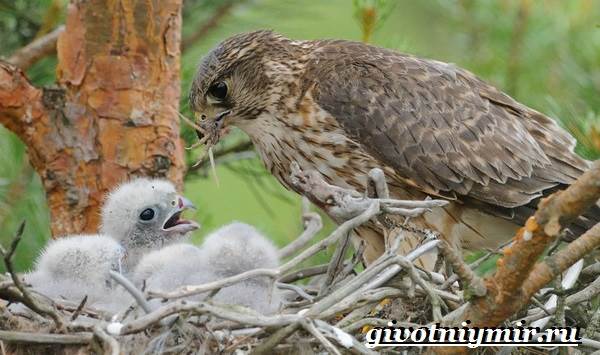 Кречет-птица-образ жизни-и-среда обитания-птицы-кречет-9