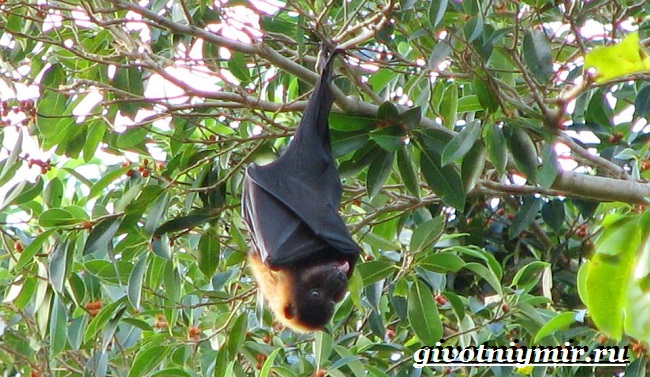 Крылан-животное-Образ-жизни-и-среда-обитания-крылана-8