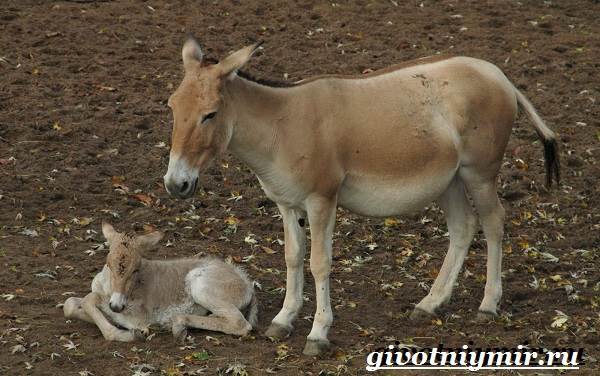 Кулан-животные-Образ жизни и среда обитания-кулан-7