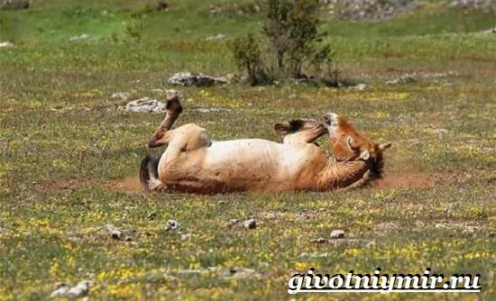 Кулан-животные-Образ жизни и среда обитания-кулан-9