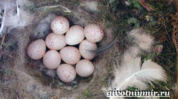 Синица-птица-образ жизни-и-среда обитания-синица-синица-7