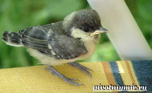 Синица-птица-образ жизни-и-среда обитания-синица-синица-8