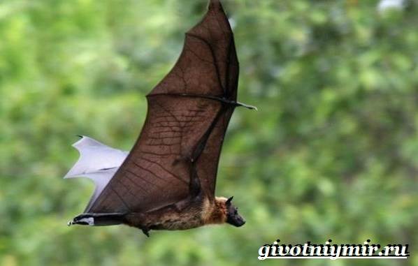 Летучая-собака-животное-Образ-жизни-и-среда-обитания-летучей-собаки-5