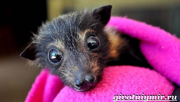 Летучая-собака-животное-Образ-жизни-и-среда-обитания-летучей-собаки-9