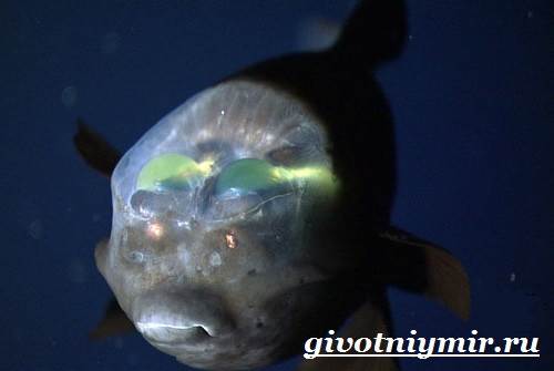 Макропинна-рыба-Образ-жизни-и-среда-обитания-макропинны-5